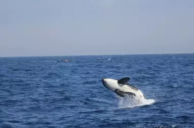 Las Últimas Orcas Ibéricas al Borde del Colapso: Menos de 40 Ejemplares Llevan a una Crisis de Supervivencia