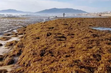 Alerta en Andalucía: El Alga Invasora Asiática Amenaza con Cubrir Kilómetros de sus Costas