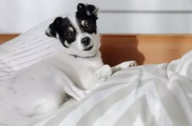 La Importancia del Descanso Canino: Cerca de la Familia, Lejos de la Cama