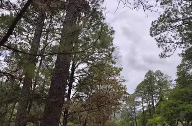 Alarmante Predicción: Los Bosques Hondureños Podrían Desaparecer en Dos Décadas