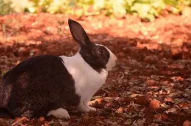 La Extinción Amenaza al Conejo Ibicenco: Un Llamado Urgente a la Conservación