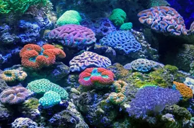 La Agonía de los Corales: Una Alerta Global Ante el Calentamiento Oceánico y la Contaminación