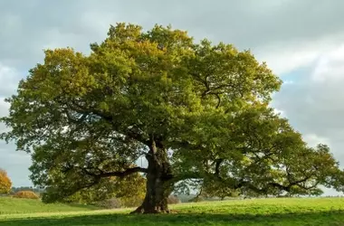 Descubriendo el Papel Esencial de los Robles en el Equilibrio de la Biodiversidad Vegetal