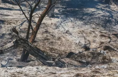 El Incendio de Doñana: Impacto y Resiliencia en un Ecosistema Vital
