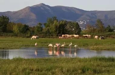 Restauración Urgente de un Humedal Vital: Cataluña Rescata el Estany de Vilaüt