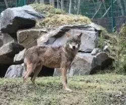 Asturias Implementará un Nuevo Plan de Gestión y Control de Lobos