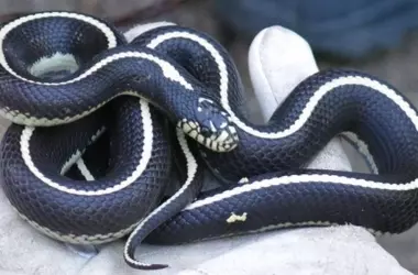 Gran Canaria lucha contra la invasión de la culebra real de California