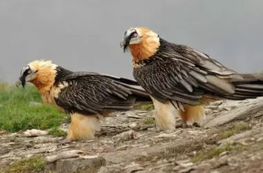 El retorno triunfal del quebrantahuesos a los Picos de Europa: un hito en la conservación