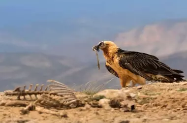La recuperación del quebrantahuesos en Gredos: un ejemplo de esperanza para la fauna ibérica