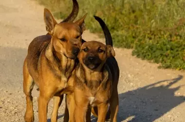 Barcelona Impulsa Gran Centro de Bienestar Animal Sostenible
