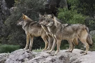 PACMA Cuestiona la Gestión del Lobo Ibérico en Asturias y Demanda una Moratoria en su Caza