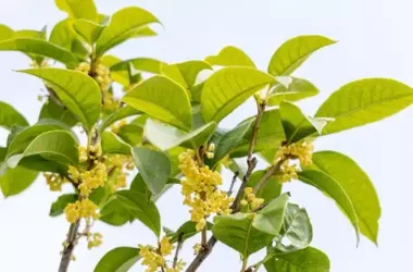 Descubra el Osmanto: la joya aromática para su terraza este verano