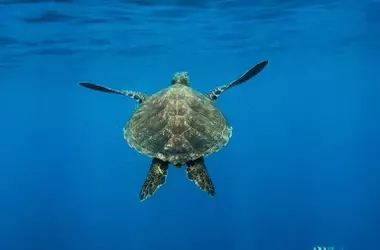 Un Vistazo Esperanzador: Tortugas Marinas Regresan al Mediterráneo tras Rescate y Recuperación