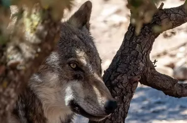 La Justicia Mantiene la Protección del Lobo Ibérico a Pesar de Cambios Administrativos, Según Experto