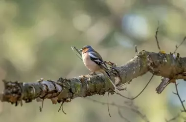 Madrid Refuerza la Biodiversidad con Fondo Millonario para la Conservación