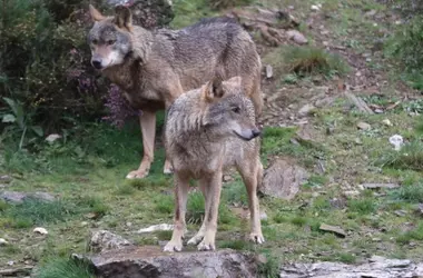 Propuesta de la UPA para el traslado de lobos ibéricos: Un debate esencial para su conservación