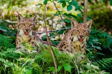 El Regreso Triunfal del Lince Boreal a Lieja: Una Esperanza para la Biodiversidad Belga