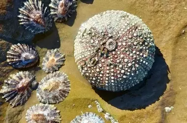 Descubrimiento Científico Revoluciona la Biología Marina: Erizos de Mar Heredan Beneficios de Microalgas