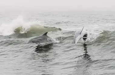 Australia Lanza el Primer Censo de Delfines para Proteger Especies Marinas Clave