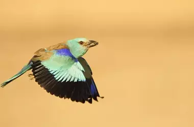 La carraca europea en España: una especie en declive bajo la lupa de la ciencia