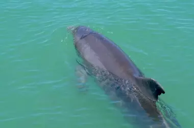 La reaparición de la marsopa en el mar de Alborán impulsa un proyecto científico crucial para su conservación