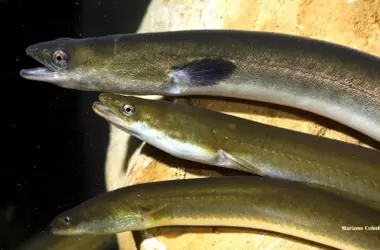 La anguila europea, especie en peligro crítico, lucha por sobrevivir