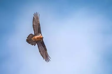 El Quebrantahuesos Regresa Triunfalmente a Andalucía: Un Hito en la Conservación Tras la Liberación de 108 Ejemplares