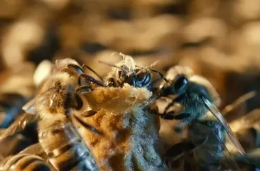 Celdas Reales de Abejas: Más Allá de la Jalea
