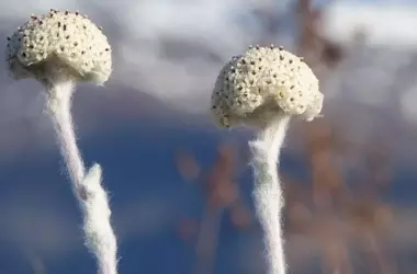 La Recuperación Asombrosa de la Planta Más Rara del Mundo en Nueva Zelanda