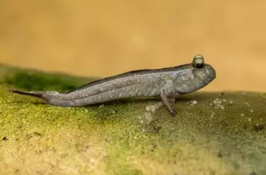 Peces que andan: el enigma de la evolución terrestre revelado por la robótica