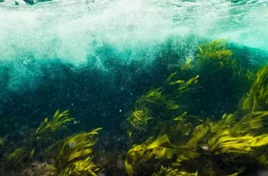 La iniciativa "Bosque Azul Asturias" impulsa la recuperación de los bosques submarinos, un pilar fundamental para la biodiversidad marina y la lucha contra el cambio climático.