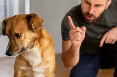 El significado oculto detrás del giro de cabeza de tu perro: ¿estrés o malentendido?