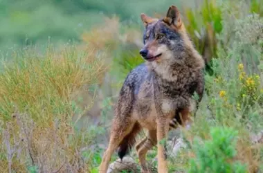 España Propone una Estrategia Inédita para la Conservación del Lobo Ibérico y la Sostenibilidad Ganadera