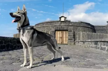 El Lobito Herreño: De la Extinción al Reconocimiento Oficial