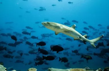 Papúa Nueva Guinea: Pionera en la Protección Oceánica