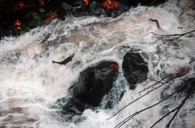 La Agonía del Salmón Atlántico en España: Cifras Alarmantes y Clamor por su Rescate