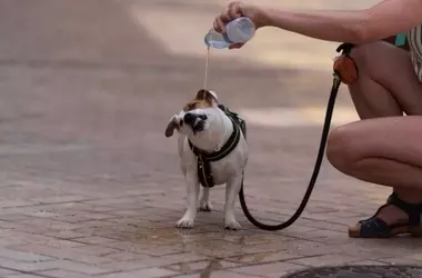 Crecimiento Exponencial de Animales de Compañía en España: Más de 15 Millones de Hogares Felices