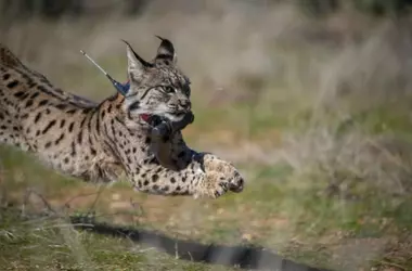 La Población de Lince Ibérico Alcanza un Nuevo Máximo Histórico en 2025