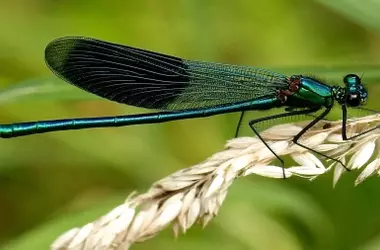El alarmante declive de los insectos: casi un siglo de cambios y sus profundas implicaciones ambientales