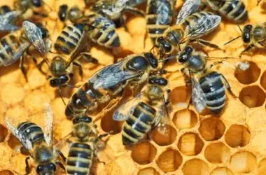 El Secreto Oculto de las Abejas Reina: Más Allá de la Jalea Real