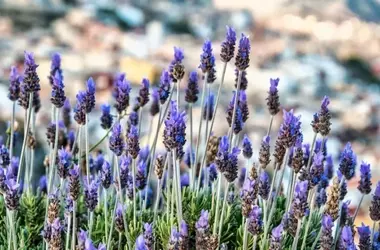 Aumento significativo de la temperatura y clima diverso en España