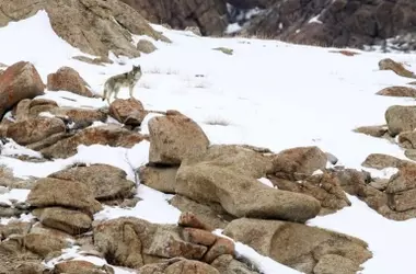Un híbrido de perro y lobo sin temor a los humanos se propaga: una amenaza ecológica inesperada