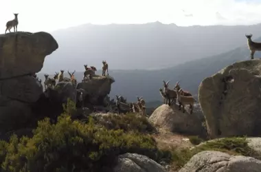 El Regreso Inesperado: La Cabra Montesa y el Desafío Ecológico en la Sierra de Guadarrama