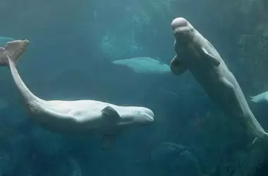 El Futuro Incierto de las Belugas de Marineland: Cautiverio Continuo en Acuarios Globales
