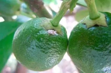 Avance Revolucionario: CSIC Silencia Genes de Plaga Invasora que Amenaza Cítricos en España