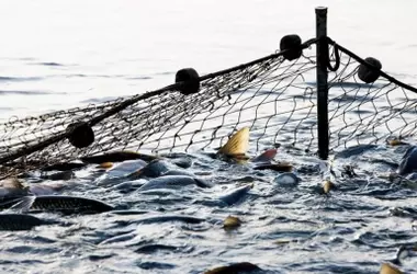 El Día Mundial de los Océanos 2026 destaca la sobrepesca tras la denuncia de captura de tiburones en alta mar
