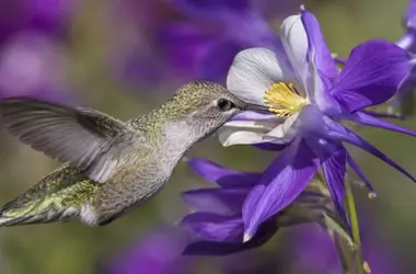 Un Vistazo Inesperado a la Dieta de Colibríes y Abejas: Alcohol Natural en el Néctar Floral