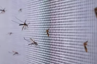 Innovadora Torre Biodiversa para la Erradicación de Mosquitos: Un Millón al Día Eliminados Naturalmente