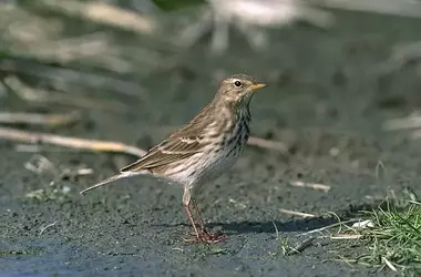 La vida silvestre de los Pirineos, un barómetro del cambio climático en la cordillera