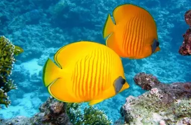 Día Mundial de los Océanos 2026: El Alto Mar en Peligro por el Cambio Climático y la Minería Submarina